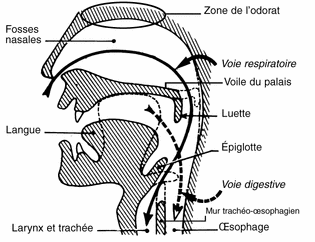 Voies aéro-digestives supérieures Où se situe, chez l'Homme, la zone de l'odorat ?